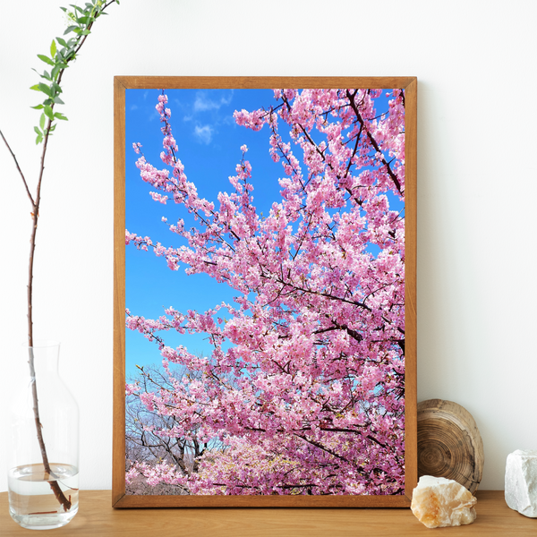 Japan - Cherry Blossom Print