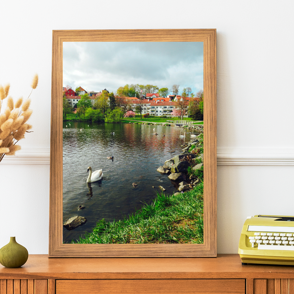 Norway - Swan in Lake Print