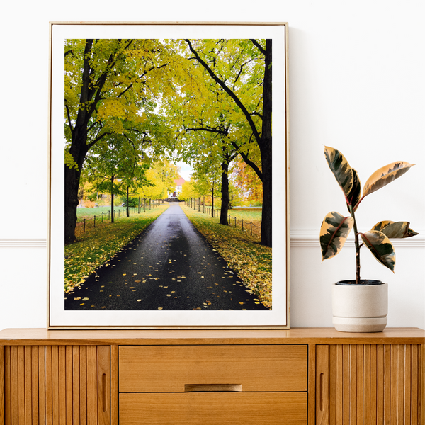 Norway - Autumn Forest Print