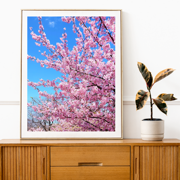 Japan - Cherry Blossom Print