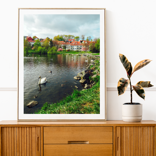Norway - Swan in Lake Print