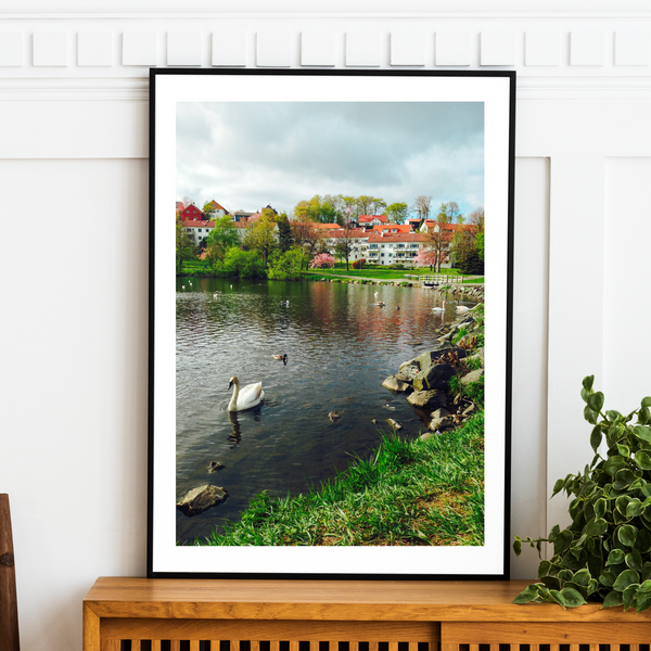 Norway - Swan in Lake Print