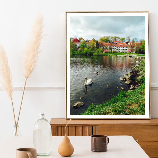 Norway - Swan in Lake Print