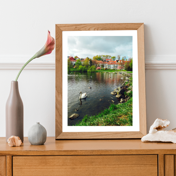 Norway - Swan in Lake Print