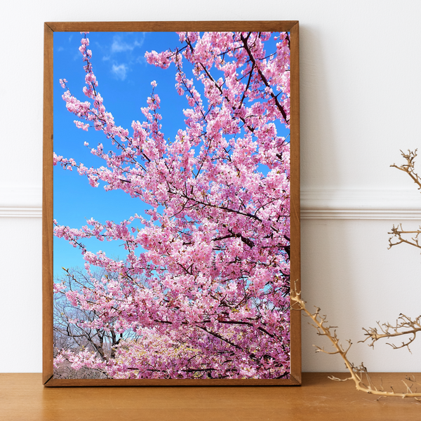 Japan - Cherry Blossom Print