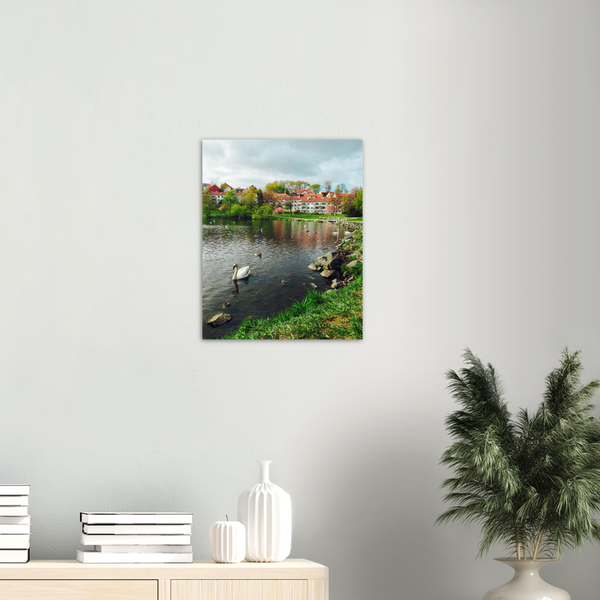 Norway - Swan in Lake Print